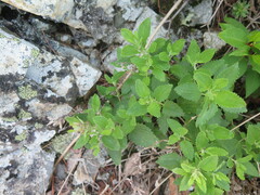 Dracocephalum multicolor