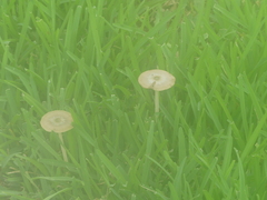 Panaeolus cinctulus