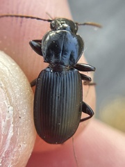 Pterostichus