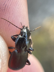 Pterostichus
