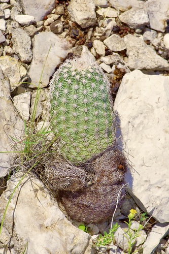 Echinocereus pectinatus
