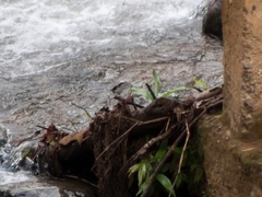 Cinclus leucocephalus