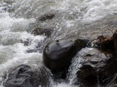 Cinclus leucocephalus