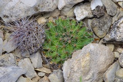 Mammillaria heyderi