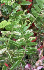 Liriomyza clianthi