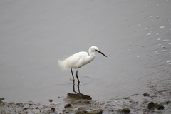 Egretta garzetta
