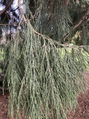 Sequoiadendron