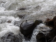 Cinclus leucocephalus