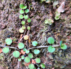 Epilobium nummulariifolium