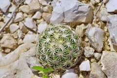 Coryphantha echinus