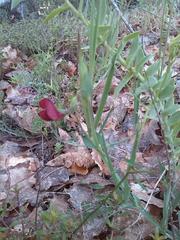 Lathyrus cicera