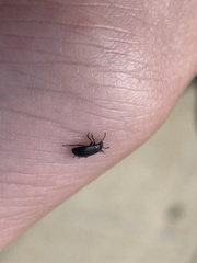 Blapstinus