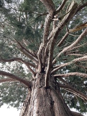 Sequoiadendron