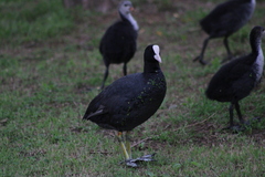 Fulica atra