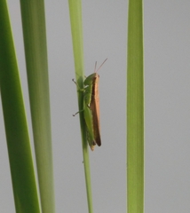 Oxya japonica