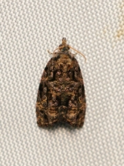 Gatesclarkeana idia