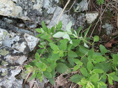 Dracocephalum multicolor