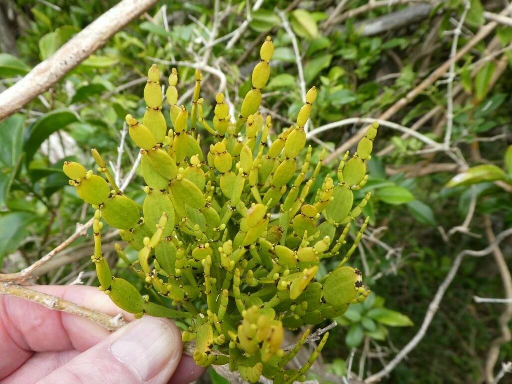 Korthalsella emersa