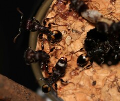 Podomyrma maculiventris