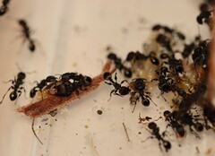 Podomyrma maculiventris