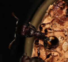 Podomyrma maculiventris