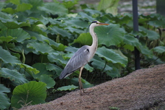 Ardea cinerea