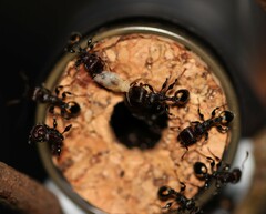 Podomyrma maculiventris