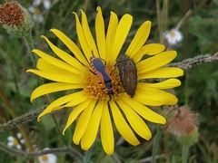 Heterotheca inuloides