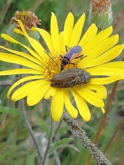 Heterotheca inuloides