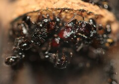 Podomyrma maculiventris