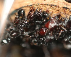 Podomyrma maculiventris