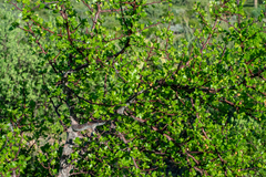 Bursera epinnata