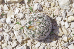 Coryphantha echinus