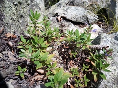 Dracocephalum multicolor