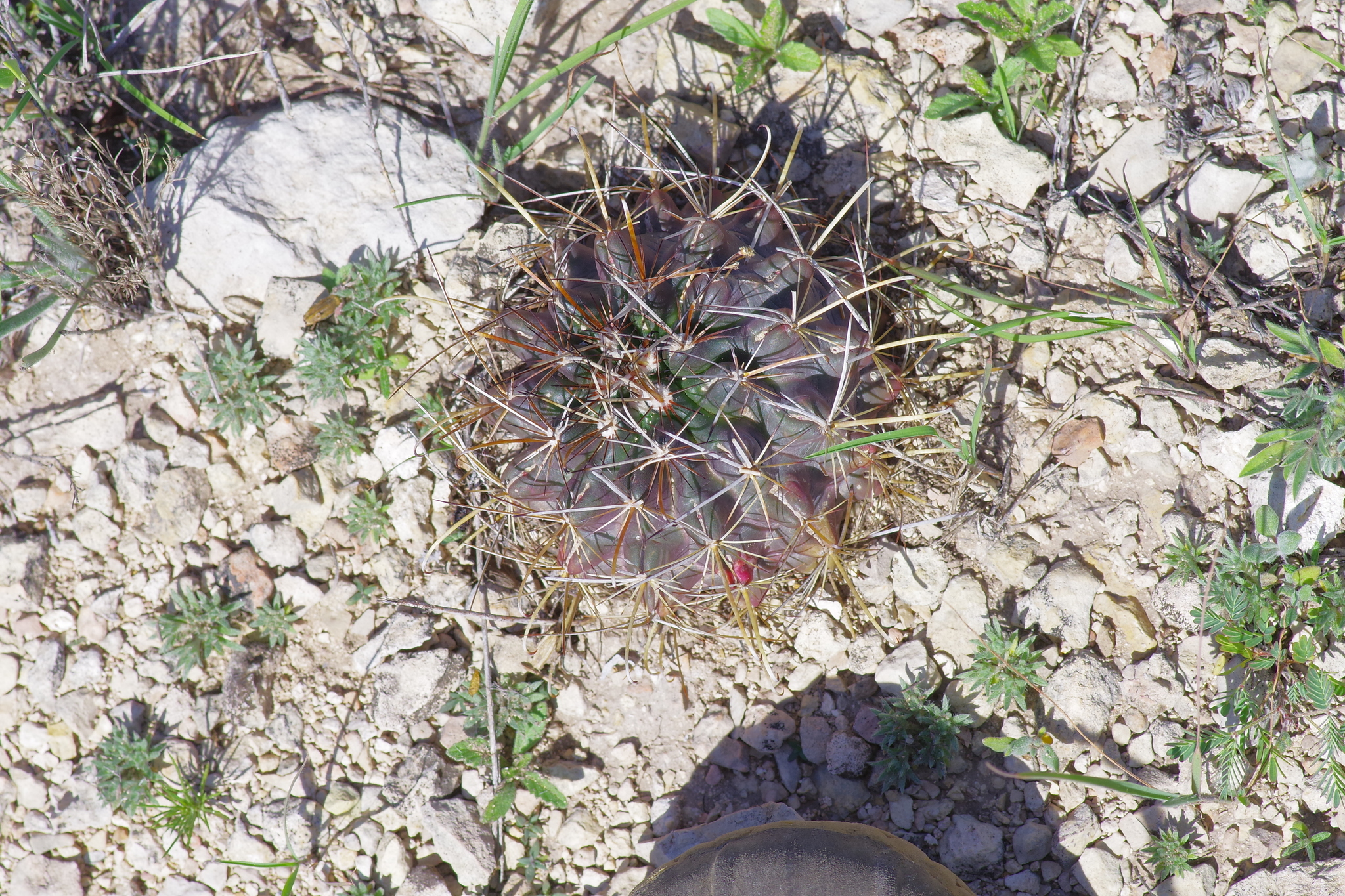 Sclerocactus brevihamatus