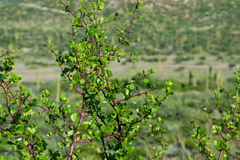 Bursera epinnata