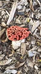 Clathrus ruber