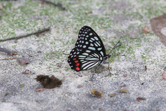Hestina assimilis