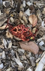 Clathrus ruber