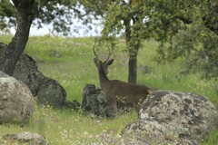 Cervus elaphus elaphus