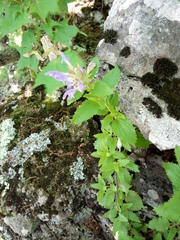 Dracocephalum multicolor