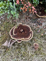 Phaeolus schweinitzii