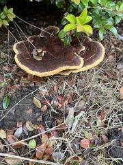 Phaeolus schweinitzii