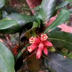 Burchellia bubalina