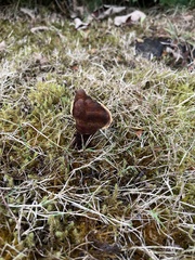 Phaeolus schweinitzii