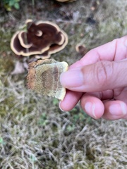 Phaeolus schweinitzii