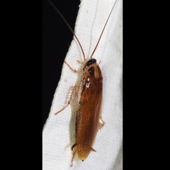Ischnoptera
