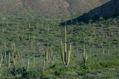 Pachycereus pringlei