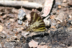 Graphium antiphates