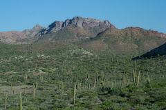 Pachycereus pringlei